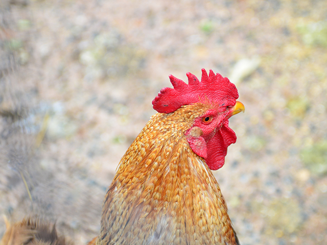 ヒアルロン酸ECM・E