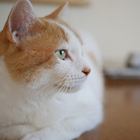 貓