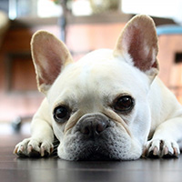 犬
