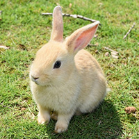 小動物