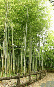 バンブーノイド