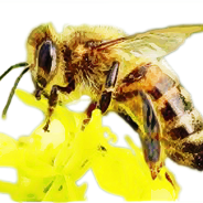 ローヤルゼリー