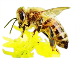 ローヤルゼリー