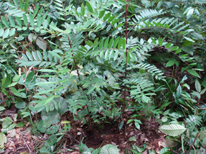 野生マレーシア人参根