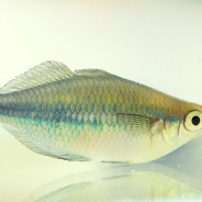 フィッシュコラーゲン