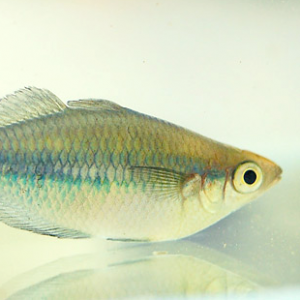 フィッシュコラーゲン